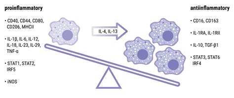 Cells | Free Full-Text | Significance of Interleukin (IL)-4 and IL-13 in Inflammatory Arthritis