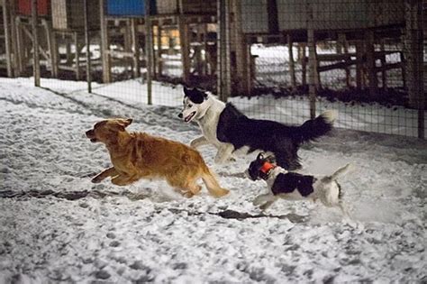 DOG PARK SAFETY PRECAUTIONS - PET PEEVES UNMASKED