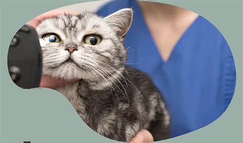 General Veterinary Medicine Boise | Companions Animal Hospital