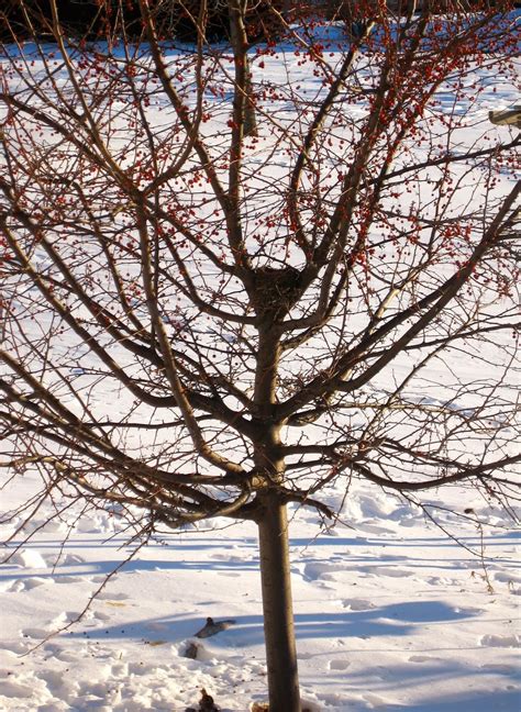 Think Global, Garden Local: Trees & shrubs with colorful berries