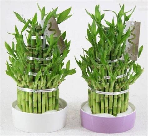 10 Feng Shui Indoor Plants to Spruce Up Your Interior Decor | Feng shui ...