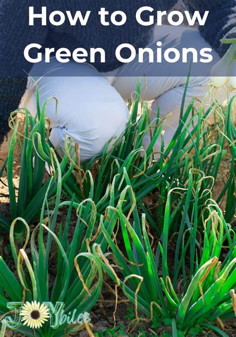 How to Grow Green Onions - Joybilee Farm