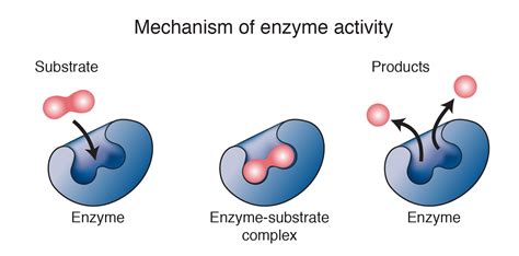 Enzyme : classification, mechanism , mode of action