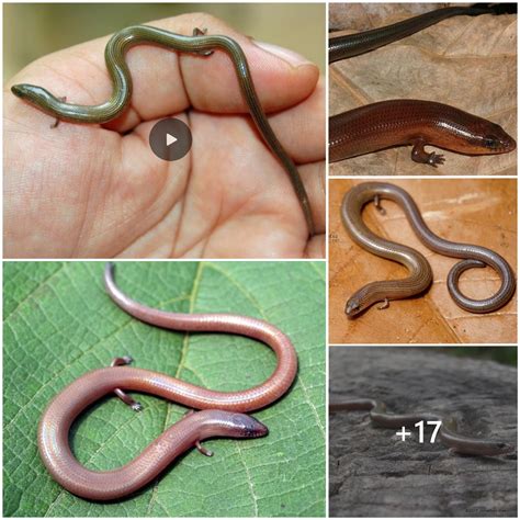 Four-legged snakes appearing in nature surprised scientists - amazingtoday.net