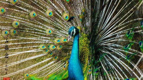 Wallpaper Peacock, tail open, beautiful feathers 7680x4320 UHD 8K ...