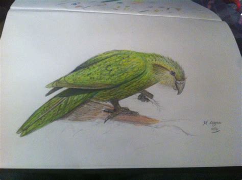 Pencil kakapo drawing Kakapo, Bird Art, Pencil Drawings, Artwork, Painting, Work Of Art, Auguste ...