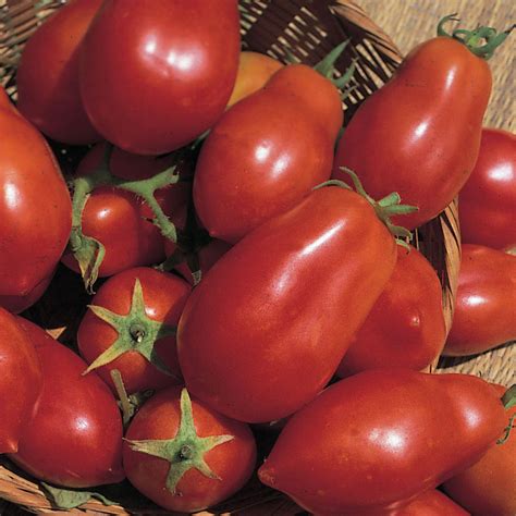 plum tomato / Solanum lycopersicum'San Marzano' - Crocus Red Tomato ...