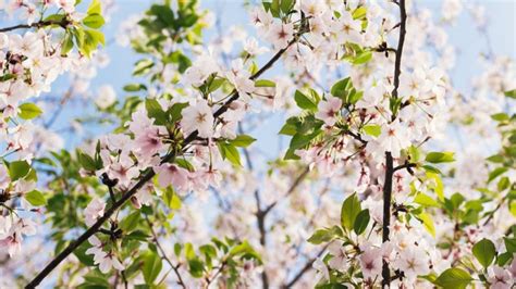 How To Make Cherry Tree Blossom - About Tree