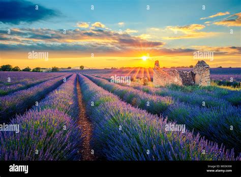 French lavender field at sunset Stock Photo - Alamy