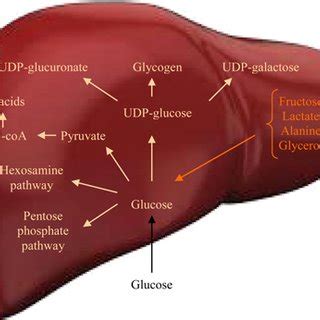 (PDF) Liver glucose metabolism in humans