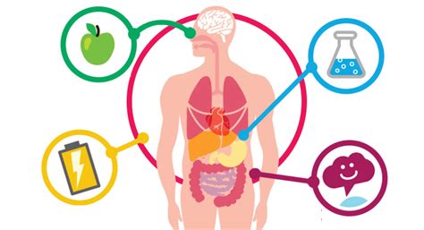 ¿Qué es el metabolismo?