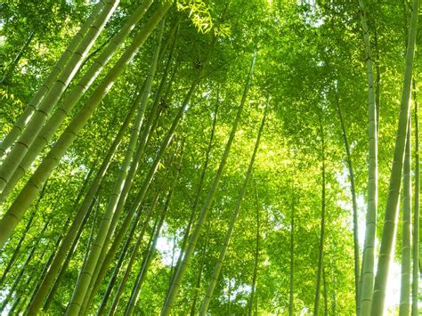 Bamboo is the world s fastest growing plant | The Fact Base