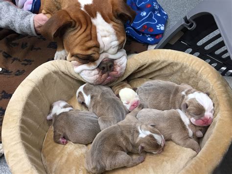 Mama is adoring her newborn baby bulldogs Bulldog Puppies For Sale, English Bulldog Puppies ...