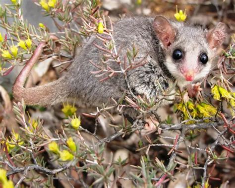 Western Pygmy Possum | Zoopedia Wiki | Fandom