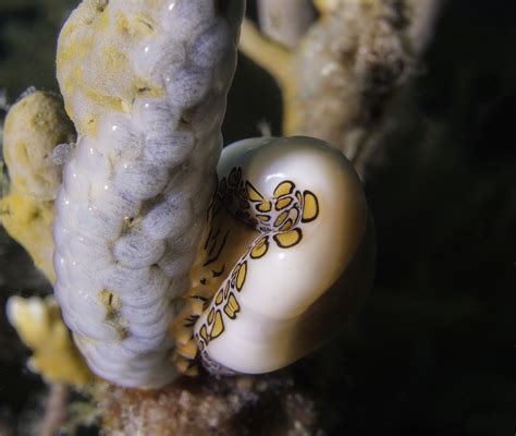 Flamingo Tongue Laying Eggs – South Florida Underwater Photography Society