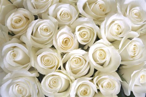 White Rose Wallpaper Desktop : White Rose Wallpapers Hd / Download this ...