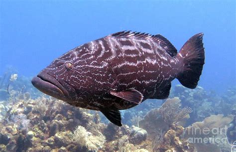 Black Grouper 6 Photograph by Daryl Duda | Fine Art America