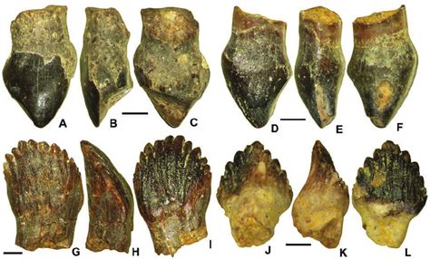 Premaxillary (A–F) and maxillary or dentary (G–L) teeth of Ornithopoda ...