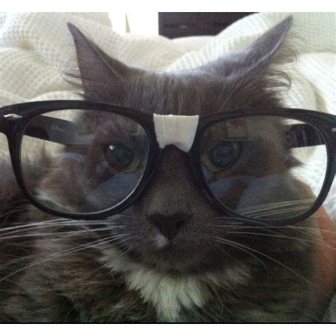 Nerd Cat | Kitties are metal