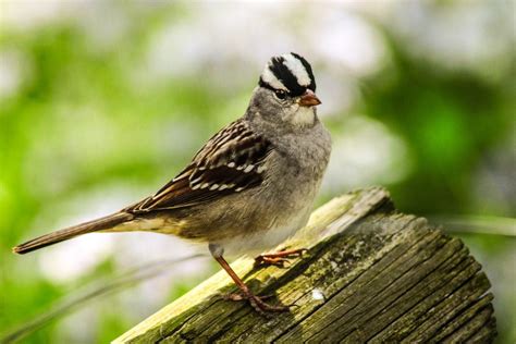 17 Sparrow Bird Types That You Should Know - Birds and Blooms