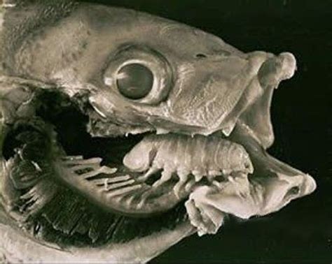 The Tongue Eating Louse is a gross parasite living in a fish’s mouth ...