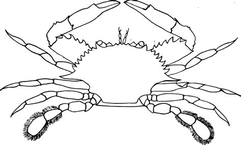 Crab - black and white clipart. Free download transparent .PNG | Creazilla