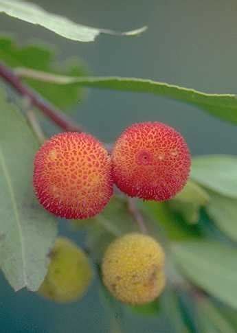 10 Strawberry Tree Seeds | AmericanGardener.com