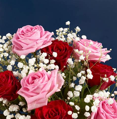 Classic Pink and Red Rose Bouquet With Free Bear | Funky Pigeon