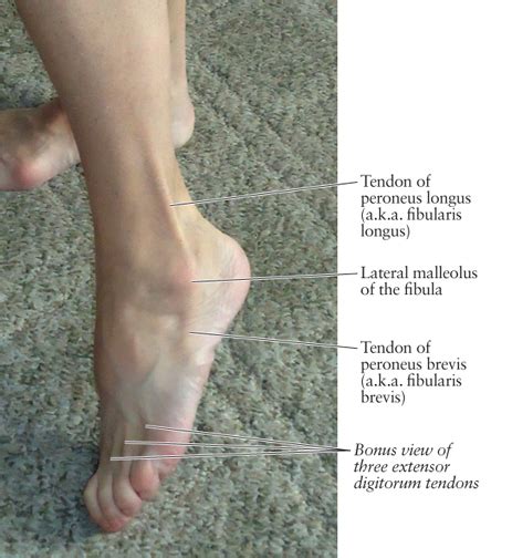 Human Anatomy for the Artist: A Lateral Ankle Tendon: Peroneus Longus ...