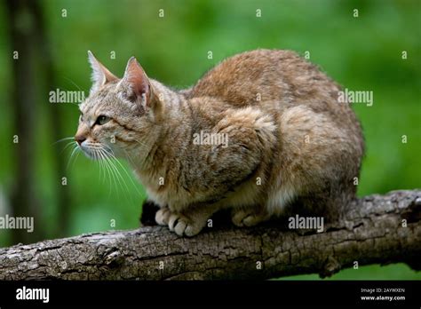 Felis silvestris lybica hi-res stock photography and images - Alamy