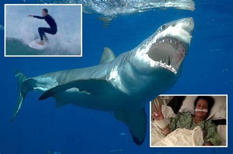 Why man-eating shark attacks on humans are on the rise around the world ...