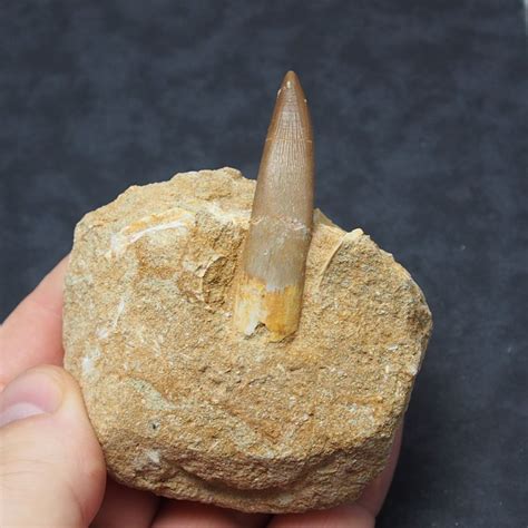 53mm Plesiosaurus mauritanicus Tooth fossil Morocco fossils Mosasaur ...