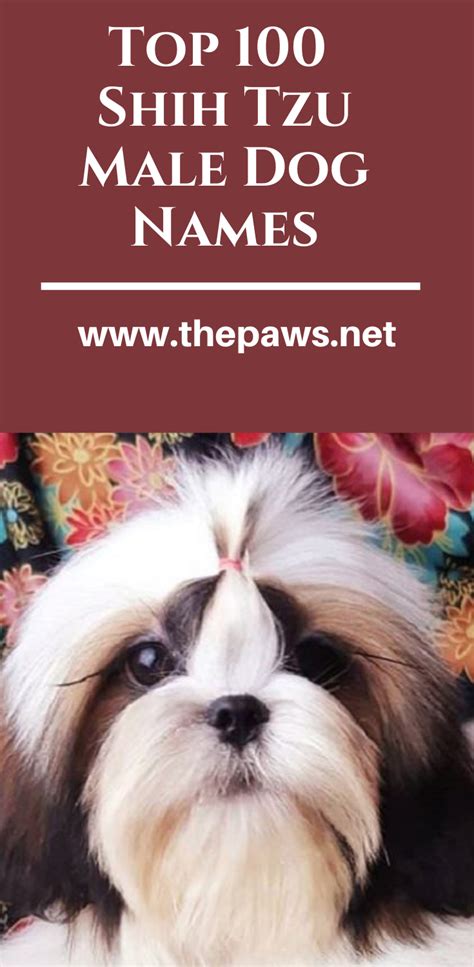 Top 100 shih tzu male dog names – Artofit