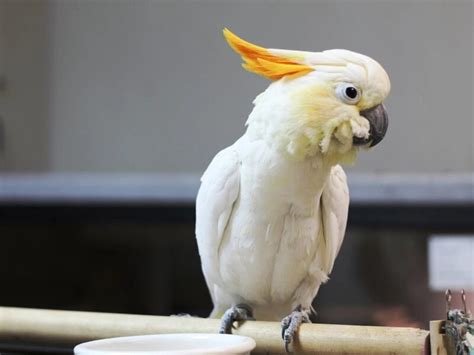 12 Types Of Cockatoo - Superstar Pets With Colorful Crests