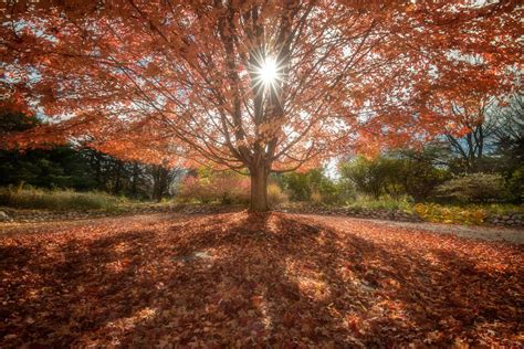 MAJESTIC - Sunlit Tree Artwork - Franklin Arts