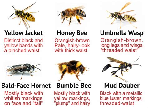 Florida Wasp Identification Chart