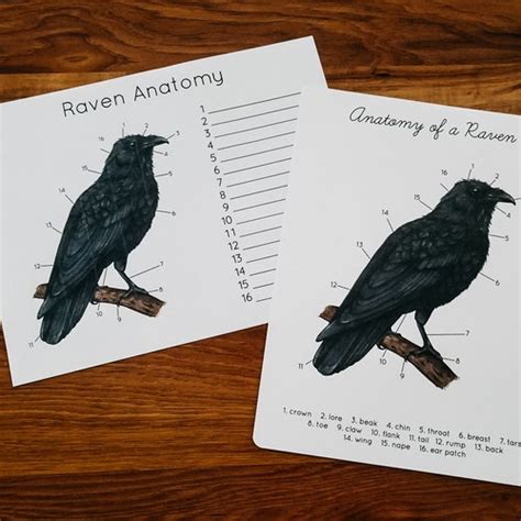 Raven Anatomy Poster and Worksheet - Etsy