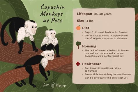 Keeping and Caring for Pet Capuchin Monkeys