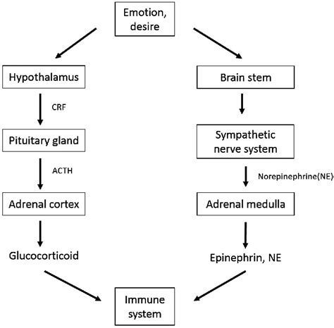 Adaptive response of HPA axis and sympathetic nervous system activated ...