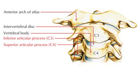 Articular Processes – Earth's Lab