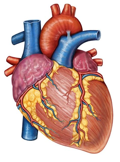 Corazón. Es un músculo estriado, hueco y pirimidal localizado en la ...