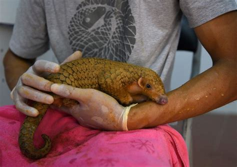 Saving the pangolin: One conservationist's lifetime mission, Asia News ...