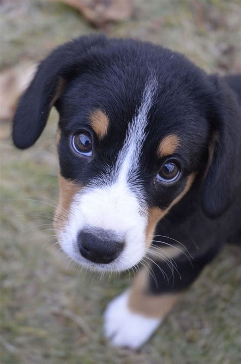 Welpen Entlebucher Appenzeller Mix Sennenhunde