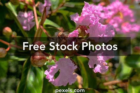 Lagerstroemia Indica Photos, Download The BEST Free Lagerstroemia Indica Stock Photos & HD Images