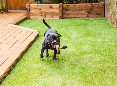 Dog Friendly Garden Ideas | Design Inspiration | Checkatrade Blog