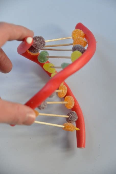 Candy DNA Model - Science Sparks