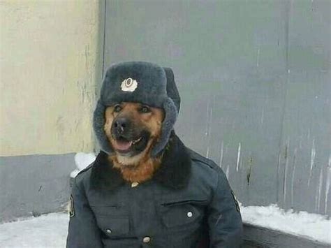 Russian police dog : ANormalDayInRussia