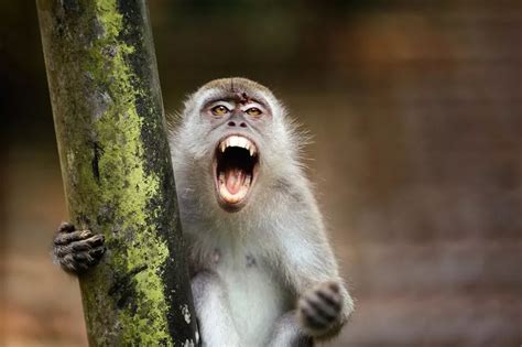 Monkeys 'abandoning trees for land' just like humans did millions of ...