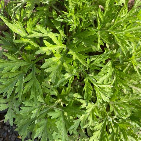 Fresh Green Leaves of Artemisia Argyi Grass Stock Image - Image of ...