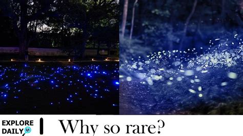 Blue Ghost Fireflies | Blue fireflies | Why so rare ? - YouTube